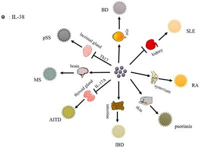 The Pathological Mechanism and Potential Application of IL-38 in Autoimmune Diseases